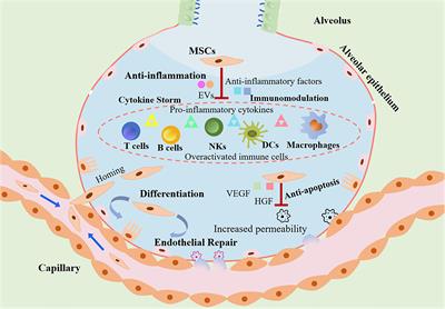 Transplantation of Mesenchymal Stem Cells: A Potential Adjuvant Therapy for COVID-19